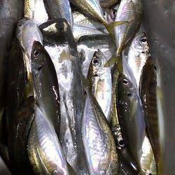 長田～須磨間の寒鯵アジング　2時間弱で29匹