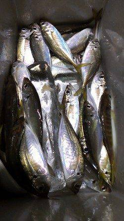 長田～須磨間の寒鯵アジング　2時間弱で29匹