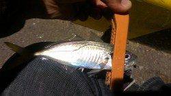 昨日よりもサイズアップ！　長田～須磨間アジング