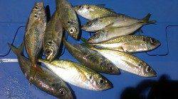 昨日よりもサイズアップ！　長田～須磨間アジング