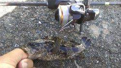 兵庫突堤のメバリングでタケノコメバル