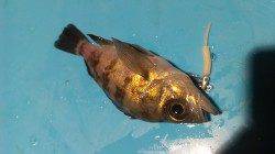 長田～須磨の常夜灯にアジング釣行