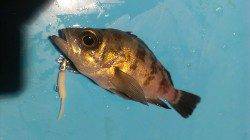 長田～須磨のアジング　メバルのアタリが多くなってきました