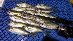 長田～須磨の常夜灯にアジング釣行