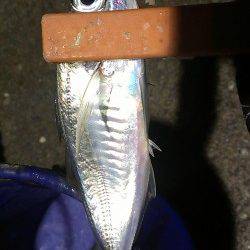 長田～須磨間アジング　風はなく穏やかでしたがアタリは…