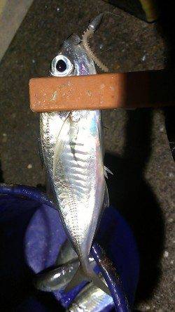 長田～須磨間アジング　風はなく穏やかでしたがアタリは…