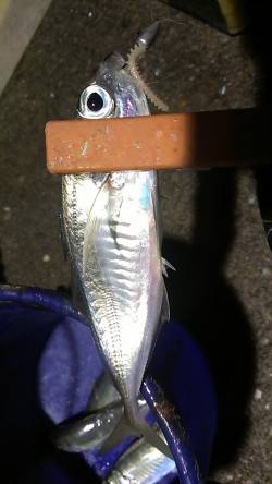 長田～須磨間アジング　風はなく穏やかでした…