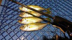 長田～須磨間アジング　風はなく穏やかでしたがアタリは…