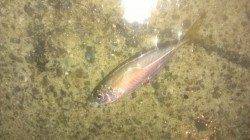 須磨周辺でのアジング釣果