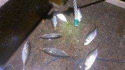 須磨周辺でのアジング釣果