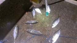 須磨周辺でのアジング釣果