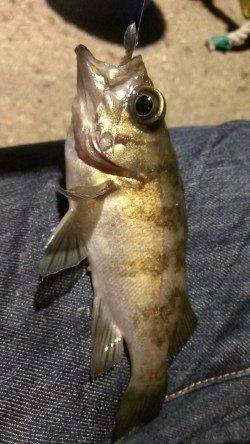 長田～須磨間でアジング、1時間強で28匹！大漁です☆