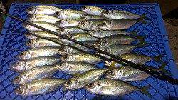 長田～須磨間でアジング、1時間強で28匹！大漁です☆