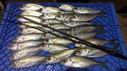 長田～須磨間でアジング、1時間強で28匹！…