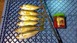 須磨　誕生日のアジング釣行でアジの引き楽し…