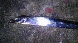 尼崎～芦屋エリアでアジング、キビレ・タチウオも！