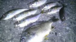  尼崎～芦屋エリアでアジング、キビレ・タチ…