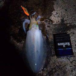 伊根でエギング、立て続けに5杯GET