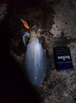 伊根でエギング、立て続けに5杯GET