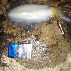 伊根でエギング、立て続けに5杯GET