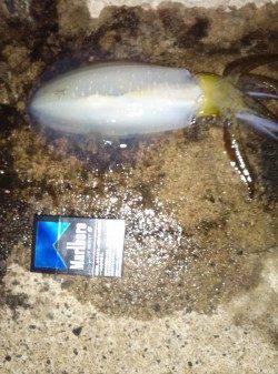 伊根でエギング、立て続けに5杯GET