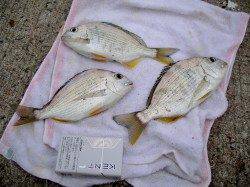 田ノ浦漁港でのカゴ釣り釣果