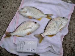 田ノ浦漁港でのカゴ釣り釣果