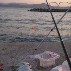 田ノ浦漁港のカゴ釣りで美味しいヘダイ