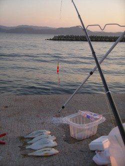 田ノ浦漁港のカゴ釣りで美味しいヘダイ