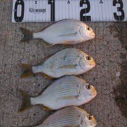 田ノ浦漁港のカゴ釣りで美味しいヘダイ