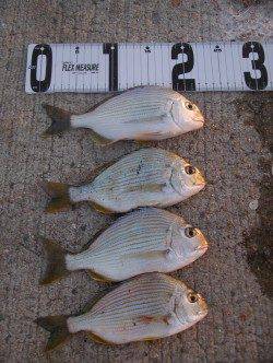 田ノ浦漁港のカゴ釣りで美味しいヘダイ