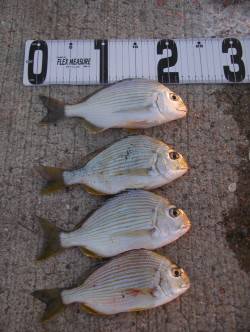 田ノ浦漁港のカゴ釣りで美味しいヘダイ