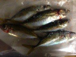 アジは長めのステイに好反応、キビレは底でした