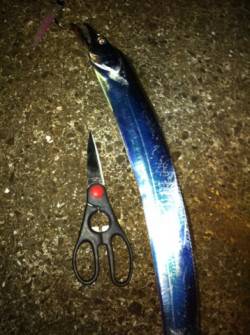 ワームのカラーチェンジでタチウオヒット