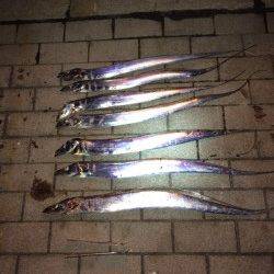 大阪南港でタチウオワインド