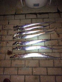 大阪南港でタチウオワインド