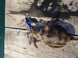 小浜エリアでのエギング＆アジングなどの釣果