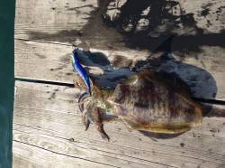 小浜エリアでのエギング＆アジングなどの釣果…