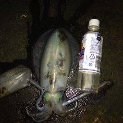 京丹後西部でのエギング釣果