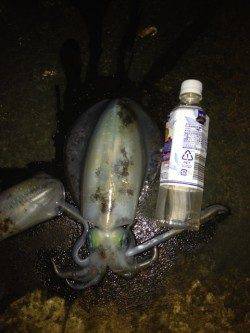 京丹後西部でのエギング釣果