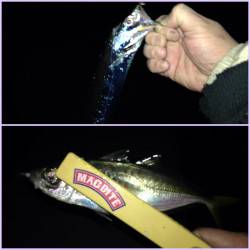 舞洲でアジング、開始早々からひったくる当た…