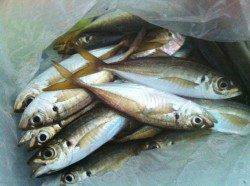 助松埠頭　朝方のサビキ釣りでアジ〜18cm22尾