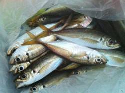 助松埠頭　朝方のサビキ釣りでアジ〜18cm…