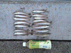 難波江で投げ釣り　落ちギスそろそろ終了？