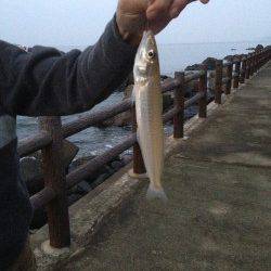 難波江で投げ釣り　落ちギスそろそろ終了？