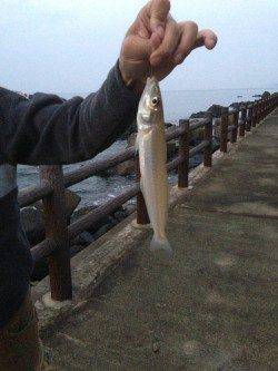 難波江で投げ釣り　落ちギスそろそろ終了？