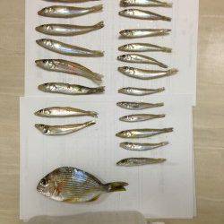 浜の宮でキスの投げ釣り