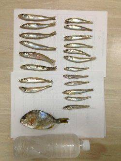 浜の宮でキスの投げ釣り