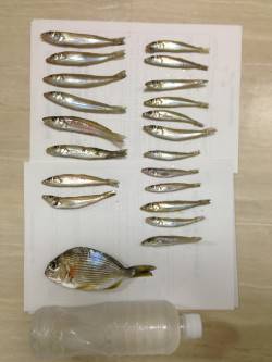 浜の宮でキスの投げ釣り