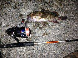 舞洲でのアジング釣果